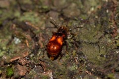 Apteropilo humerofuscus