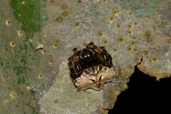 Arkys speechleyi