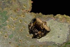 Arkys speechleyi