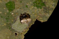 Arkys speechleyi