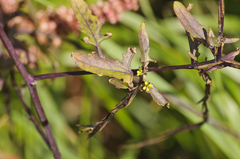 Sisymbrium officinale