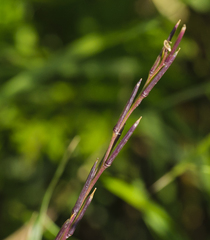 Sisymbrium officinale