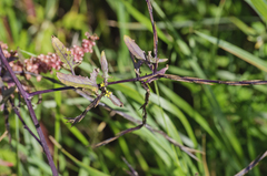 Sisymbrium officinale
