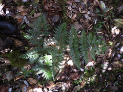 Lastreopsis killipii