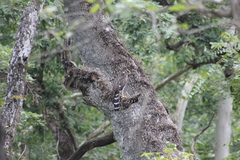 Micrastur semitorquatus