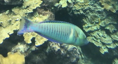 Hologymnosus doliatus