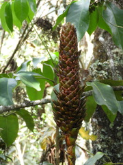 Guzmania coriostachya