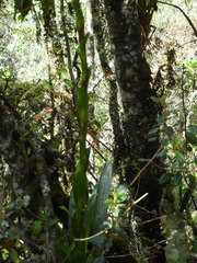 Guzmania coriostachya