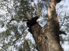 Eucalyptus orgadophila