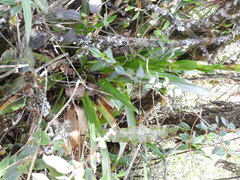 Guzmania coriostachya