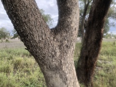 Eucalyptus orgadophila