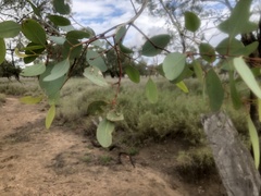 Eucalyptus orgadophila