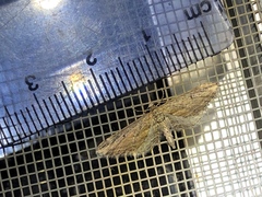 Eupithecia acutipennis