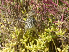 Passerculus sandwichensis beldingi