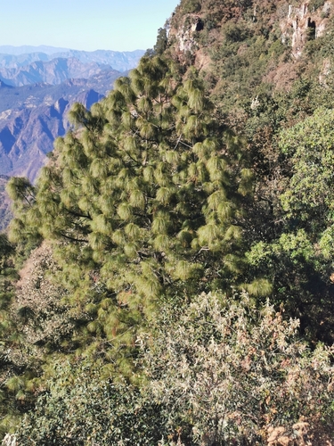 Image of Pinus gordoniana by (c) M. Socorro González Elizondo, some rights reserved (CC BY-SA)