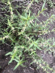 Alternanthera denticulata