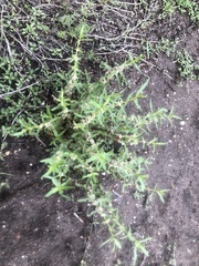 Alternanthera denticulata