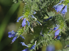 Echium vulgare
