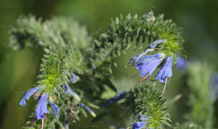 Echium vulgare