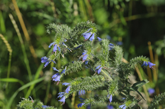 Echium vulgare
