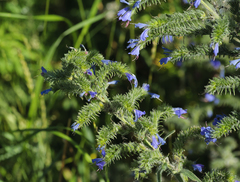 Echium vulgare