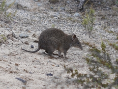 Isoodon obesulus obesulus