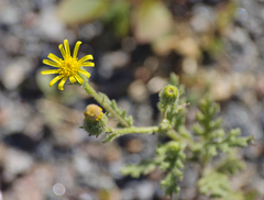Senecio viscosus