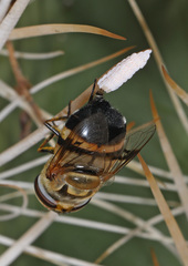 Copestylum apiciferum