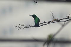 Chlorostilbon assimilis