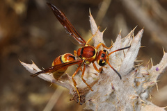 Megapterocheilus