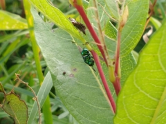 Perilampidae
