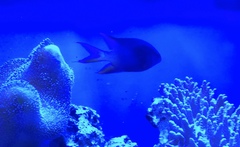 Neopomacentrus azysron