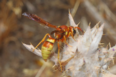 Megapterocheilus