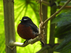 Ochthoeca cinnamomeiventris