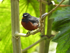 Ochthoeca cinnamomeiventris