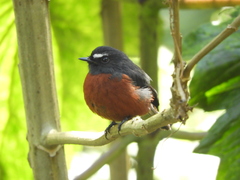 Ochthoeca cinnamomeiventris