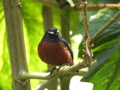 Ochthoeca cinnamomeiventris