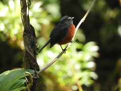 Ochthoeca cinnamomeiventris