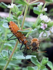 Zelus leucogrammus
