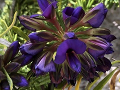 Gompholobium confertum