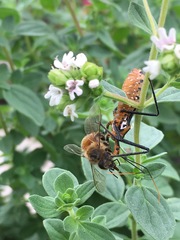 Zelus leucogrammus