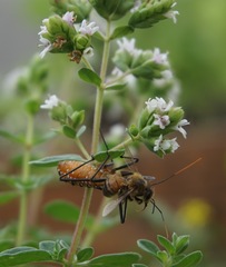 Zelus leucogrammus