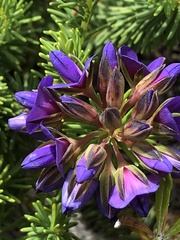 Gompholobium confertum