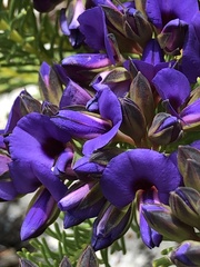 Gompholobium confertum