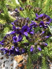 Gompholobium confertum