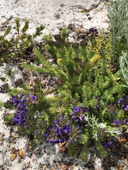 Gompholobium confertum