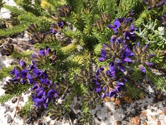 Gompholobium confertum