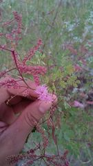 Mimosa dysocarpa
