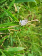 Hemiargus