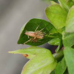 Oxyopes javanus